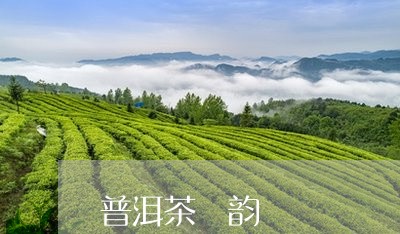 普洱茶 韵/2023090559381